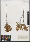 Foto von Salix myrtilloides L.